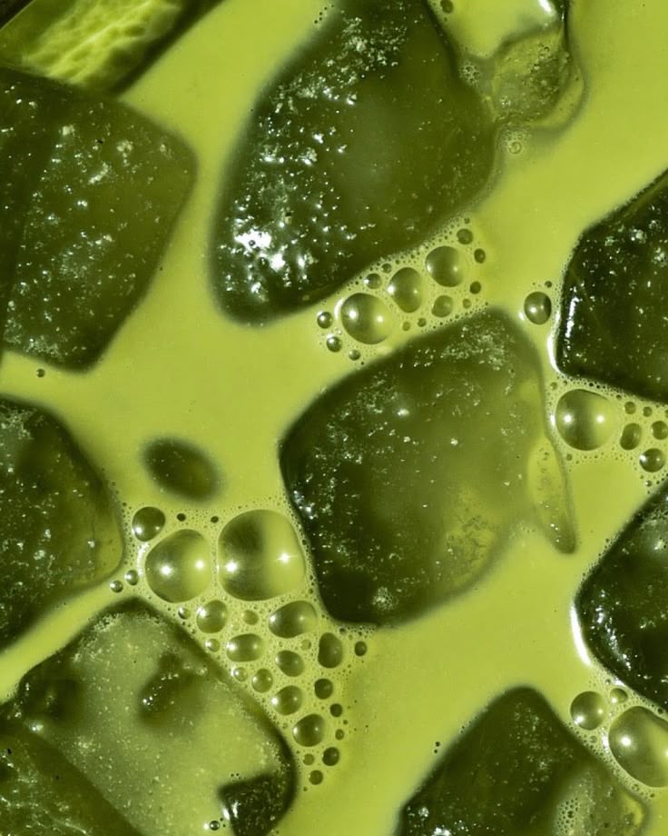 El origen del Matcha